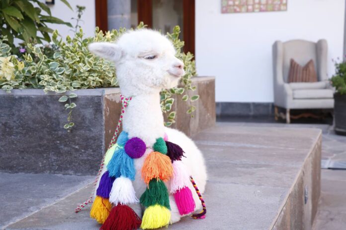 Día Nacional de la Alpaca: Perú lidera la producción mundial de fibra y carne saludable