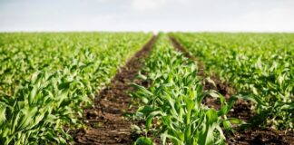 Ley de extensión agropecuaria beneficiará a más de 2 millones de productores en Perú Ley de extensión agropecuaria beneficiará a más de 2 millones de productores en Perú