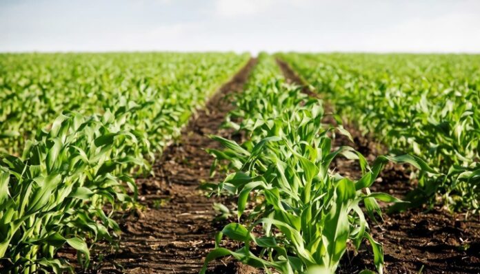 Ley de extensión agropecuaria beneficiará a más de 2 millones de productores en Perú