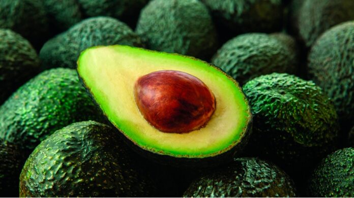 Día Nacional de la Palta Peruana: reconocimiento al fruto bandera del agro y la salud