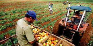 Producción agropecuaria del Perú crece 8.8 % en junio impulsada por arándanos, cacao y arroz Producción agropecuaria del Perú crece 8.8 % en junio impulsada por arándanos, cacao y arroz