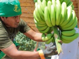 Fusarium R4T amenaza cultivos de banano en Piura Fusarium R4T amenaza cultivos de banano en Piura