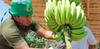 Fusarium R4T amenaza cultivos de banano en Piura Fusarium R4T amenaza cultivos de banano en Piura