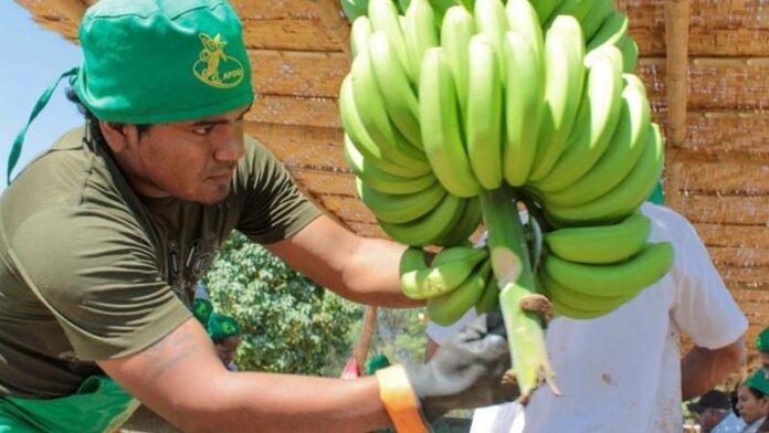 Fusarium R4T amenaza cultivos de banano en Piura