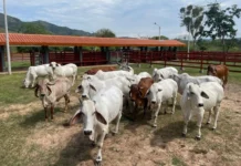 Midagri impulsa nueva normativa para fortalecimiento genético del ganado vacuno Ministerio aprueba lineamientos para modernizar la ganadería vacuna en Perú