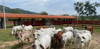 Midagri impulsa nueva normativa para fortalecimiento genético del ganado vacuno Ministerio aprueba lineamientos para modernizar la ganadería vacuna en Perú