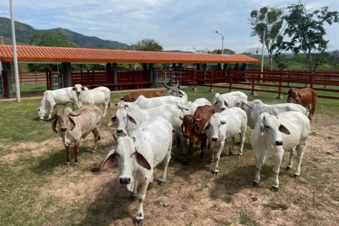 Ministerio aprueba lineamientos para modernizar la ganadería vacuna en Perú