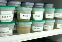 Estudio del IIAP revela potencial medicinal y antioxidante en plantas amazónicas Estudio del IIAP revela potencial medicinal y antioxidante en plantas amazónicas