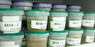 Estudio del IIAP revela potencial medicinal y antioxidante en plantas amazónicas Estudio del IIAP revela potencial medicinal y antioxidante en plantas amazónicas