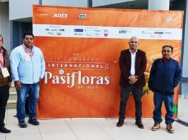 Maracuyá como alternativa agrícola frente al Fusarium R4T en Piura Maracuyá como alternativa agrícola frente al Fusarium R4T en Piura