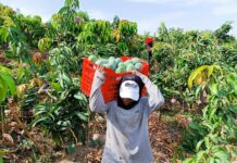 Piura invertirá más de S/40 millones en proyectos de mango y banano para 16 mil agricultores Piura invertirá más de S/40 millones en proyectos de mango y banano para 16 mil agricultores