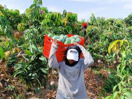 Piura invertirá más de S/40 millones en proyectos de mango y banano para 16 mil agricultores Piura invertirá más de S/40 millones en proyectos de mango y banano para 16 mil agricultores