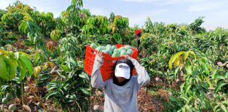 Piura invertirá más de S/40 millones en proyectos de mango y banano para 16 mil agricultores Piura invertirá más de S/40 millones en proyectos de mango y banano para 16 mil agricultores