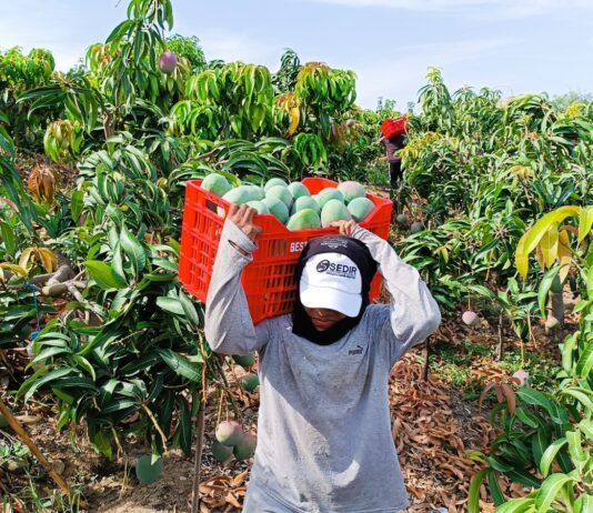 Piura invertirá más de S/40 millones en proyectos de mango y banano para 16 mil agricultores Piura invertirá más de S/40 millones en proyectos de mango y banano para 16 mil agricultores