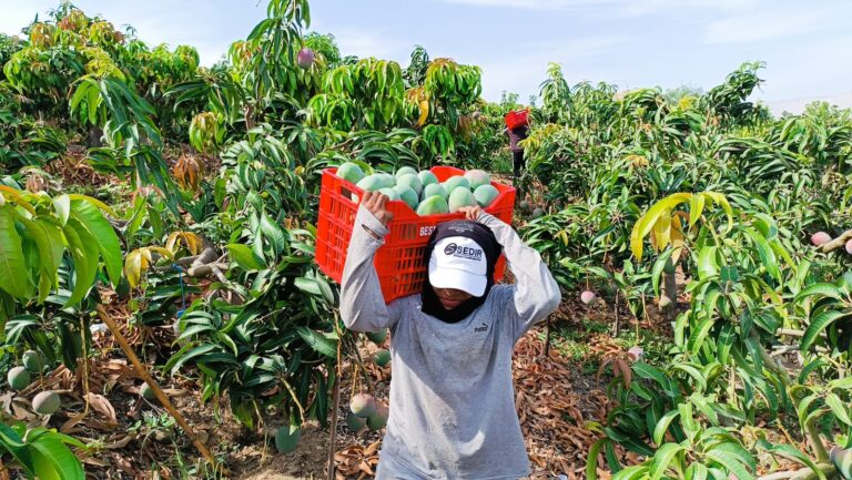 Piura invertirá más de S/40 millones en proyectos de mango y banano para 16 mil agricultores