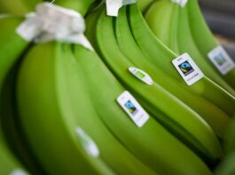 Fusarium R4T infecta más de 4,500 hectáreas de banano en Piura Fusarium R4T infecta más de 4,500 hectáreas de banano en Piura