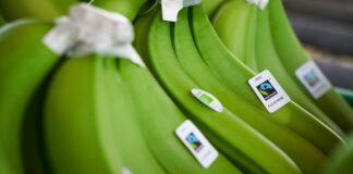 Fusarium R4T infecta más de 4,500 hectáreas de banano en Piura Fusarium R4T infecta más de 4,500 hectáreas de banano en Piura