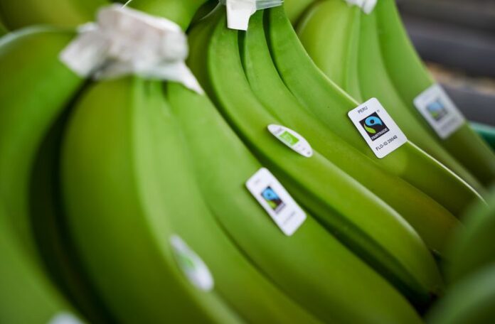 Fusarium R4T infecta más de 4,500 hectáreas de banano en Piura