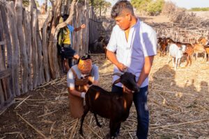 Proyecto de inseminación artificial fortalece la ganadería caprina en el Desierto de Sechura