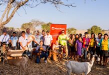 Proyecto piloto de inseminación artificial fortalece la ganadería caprina en Sechura Proyecto piloto de inseminación artificial fortalece la ganadería caprina en Sechura