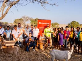 Proyecto piloto de inseminación artificial fortalece la ganadería caprina en Sechura Proyecto piloto de inseminación artificial fortalece la ganadería caprina en Sechura