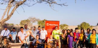 Proyecto piloto de inseminación artificial fortalece la ganadería caprina en Sechura Proyecto piloto de inseminación artificial fortalece la ganadería caprina en Sechura