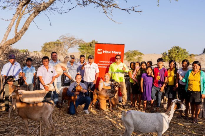Proyecto piloto de inseminación artificial fortalece la ganadería caprina en Sechura