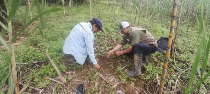 Proyecto Jililí protege ecosistemas altoandinos en Piura