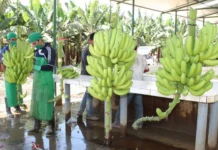 Mercado argentino recibirá banano orgánico producido en el norte del Perú Mercado argentino recibirá banano orgánico producido en el norte del Perú