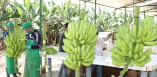Mercado argentino recibirá banano orgánico producido en el norte del Perú Mercado argentino recibirá banano orgánico producido en el norte del Perú