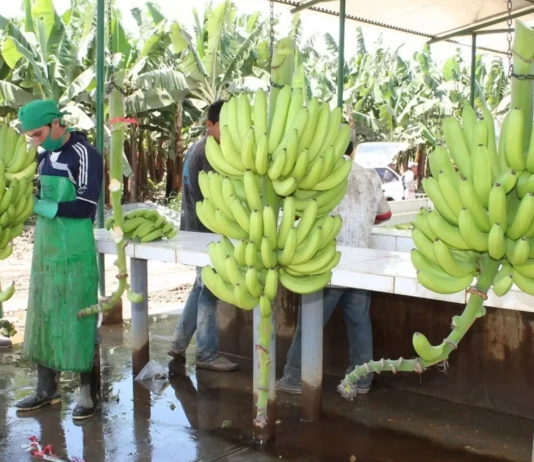 Mercado argentino recibirá banano orgánico producido en el norte del Perú Mercado argentino recibirá banano orgánico producido en el norte del Perú