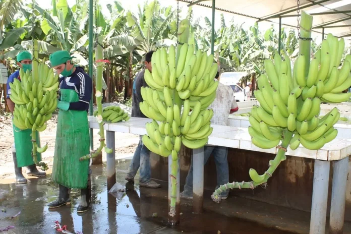 Mercado argentino recibirá banano orgánico producido en el norte del Perú