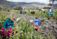 Perú encabezará Fontagro y fortalecerá la innovación agroalimentaria regional Perú encabezará Fontagro y fortalecerá la innovación agroalimentaria regional