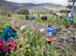 Perú encabezará Fontagro y fortalecerá la innovación agroalimentaria regional Perú encabezará Fontagro y fortalecerá la innovación agroalimentaria regional