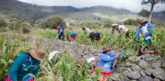 Perú encabezará Fontagro y fortalecerá la innovación agroalimentaria regional Perú encabezará Fontagro y fortalecerá la innovación agroalimentaria regional
