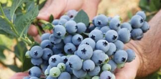 Producción de arándanos en Piura fortalece el liderazgo exportador del Perú Producción de arándanos en Piura fortalece el liderazgo exportador del Perú