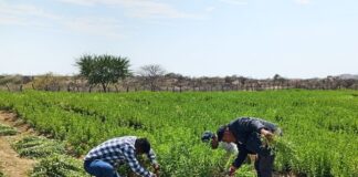 Lancones inicia la primera cosecha de stevia y marca una nueva ruta para la agricultura en Piura