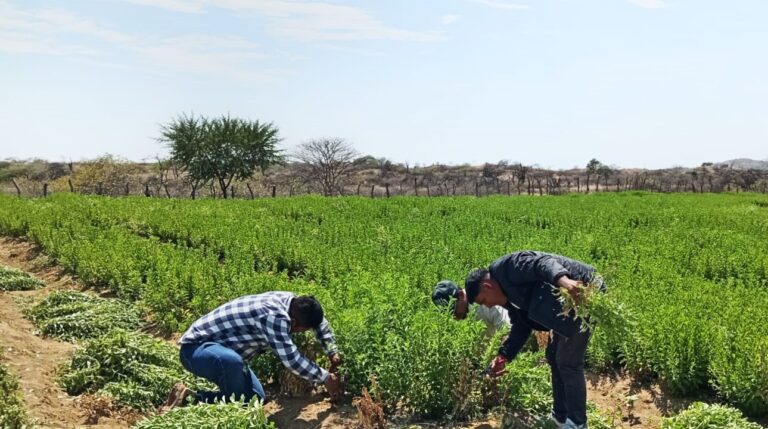 Lancones inicia la primera cosecha de stevia y marca una nueva ruta para la agricultura en Piura