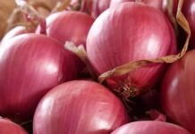 Sobreoferta global de cebolla impacta exportaciones en Perú y el mundo