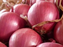 Ica encabeza envíos de cebolla fresca a Estados Unidos