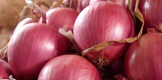 Ica encabeza envíos de cebolla fresca a Estados Unidos