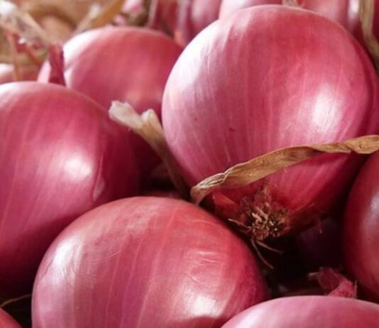 Sobreoferta global de cebolla impacta exportaciones en Perú y el mundo