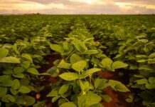 Bioestimulantes de alga Ascophyllum nodosum potencian cultivo de soya