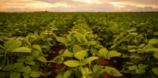 Bioestimulantes de alga Ascophyllum nodosum potencian cultivo de soya