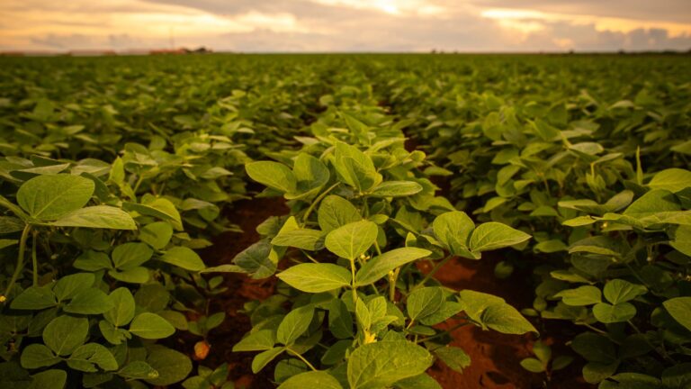 Bioestimulantes de alga Ascophyllum nodosum potencian cultivo de soya