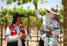 Campaña promueve seguridad y salud en trabajadores agroindustriales de La Libertad Campaña promueve seguridad y salud en trabajadores agroindustriales de La Libertad