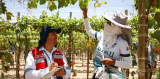 Campaña promueve seguridad y salud en trabajadores agroindustriales de La Libertad Campaña promueve seguridad y salud en trabajadores agroindustriales de La Libertad