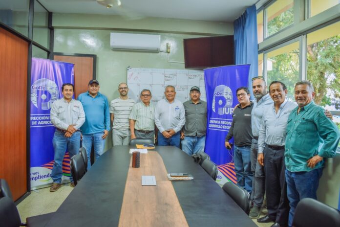 Inician estrategias técnicas para contener el Fusarium R4T en cultivos de banano