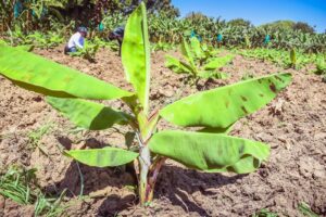 Inician estrategias técnicas para contener el Fusarium R4T en cultivos de banano