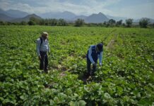 Agricultores de Morropón mejoran su rentabilidad con el cultivo de frijol loctao Agricultores de Morropón mejoran su rentabilidad con el cultivo de frijol loctao